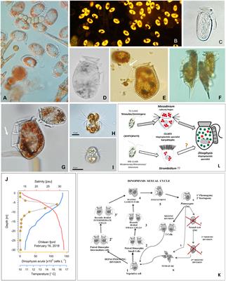 Dinophysis, a highly specialized mixoplanktonic protist